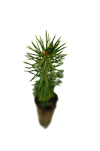 Sitka Spruce | Small Tree Seedling | The Jonsteen Company #TOP2