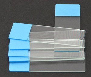 SEOH Blue Colored End Label Microbiology Microscope Slides (pk of 72)