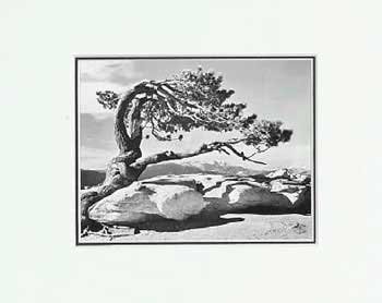 Ansel Adams Jeffrey Pine SM Matted print