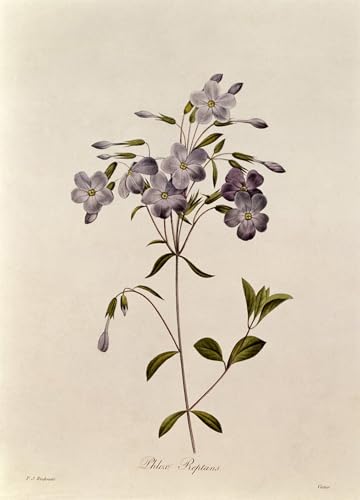 Póster de lienzo floral Phlox Reptans Pierre Redouté para vestir paredes vacías de hogar 60x90cm
