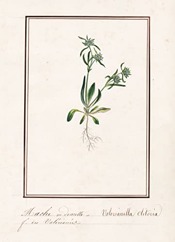 Mache a doucette / Valerianella olitozia - Feldsalat / Botanik botany / Blume flower / Pflanze plant