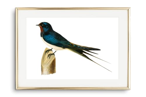 Din A4 Kunstdruck „Bachstelze“ – Hochwertiger Natur-Druck Auf Mattem Fotopapier (230 G/m²)