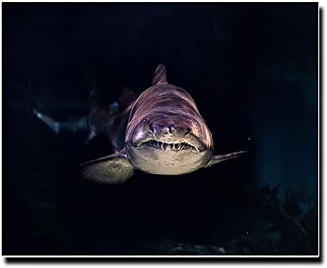 アートパネル キャンバス ファブリック パネル アートボード インテリア おしゃれ 長方形 正方形 大きい 額縁 壁紙 インテリア ブランド サメ 鮫 鱶 水族館 ぬいぐるみ シャーク グッズ おもちゃ おもちゃ