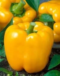 Pepper Sweet Golden Cal Wonder Heirloom Vegetable by Seed Kingdom Bulk 1 Lb Seeds