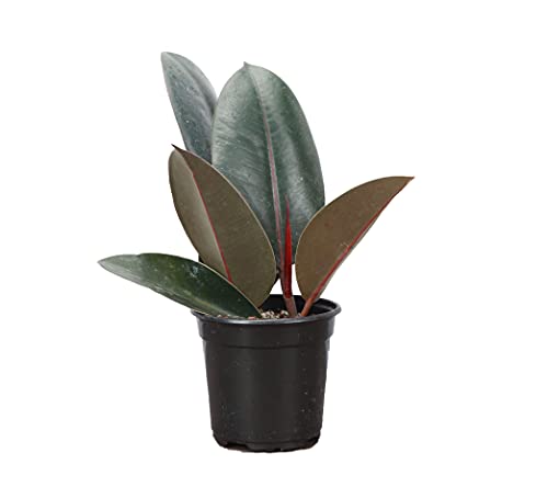 Thorsen's Greenhouse Ficus elastica, Live Indoor Plant, Burgundy Rubber Plant, Plastic Nursery Pot, 4' Diameter