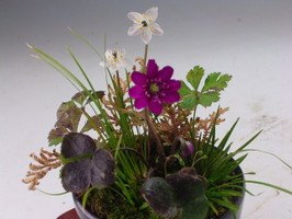 Amazon.co.jp: 山野草 雪割草(ミスミ草）の寄せ植え 2026開花終了