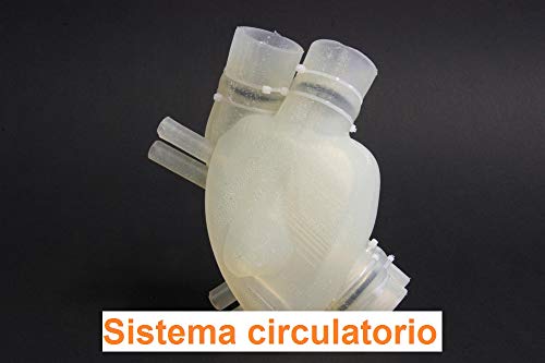 Sistema circulatorio (Introducción a la histología nº 10) (Spanish Edition)