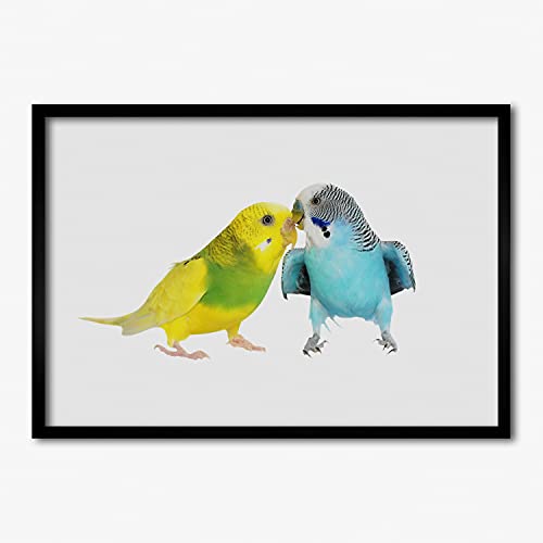 Tableau moderne 70x50 cm Tulup avec cadre en bois décoratif et affiche budgies