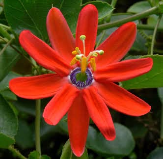 BONOBITHI Passion Flower (Passiflora Incarnata) Scarlet Red Jhumkolota/passiflora//rakhi flower/Creepers & Climbers Flower Live Plant pack of 1 (Small Size Plant) (B0BSS6WK6C) Amazon Price History, Amazon Price Tracker