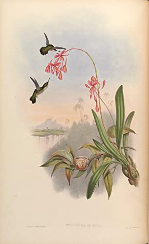 Affiche impression d'art oiseau Mellisuga Minima pour habiller un grand mur vide