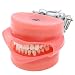 Fit Kilgore Nissin 200 Type Dental 32Pcs Removable Practice Typodont Teeth Model M8012 Filling with Soft Rubber Gum Simulation Cheek Study