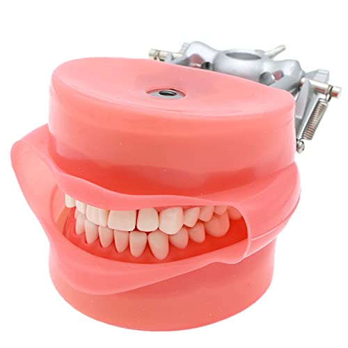 Dental Typodont Model Teaching Study Compatible with Kilgore Nissin 32 Removable Teeth and Simulation Cheek