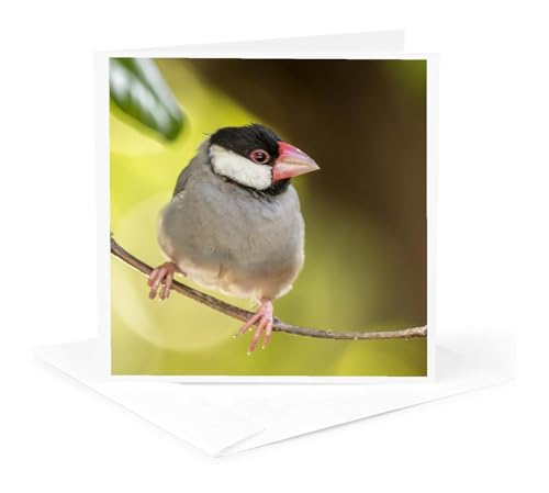 Cartes vœux oiseau Java Sparrow Hawaï pour écrire à vos proches