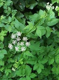 Nuevas semillas frescas de flores Aegopodium podagraria 60pcs Generic