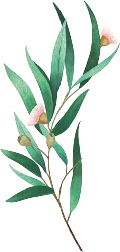 WELEDA - Deodorant stick Eucalyptus Peppermint - Efficacité 24H - Vegan* - Certifié Natrue** - Stick 50 g (Lot de 2)