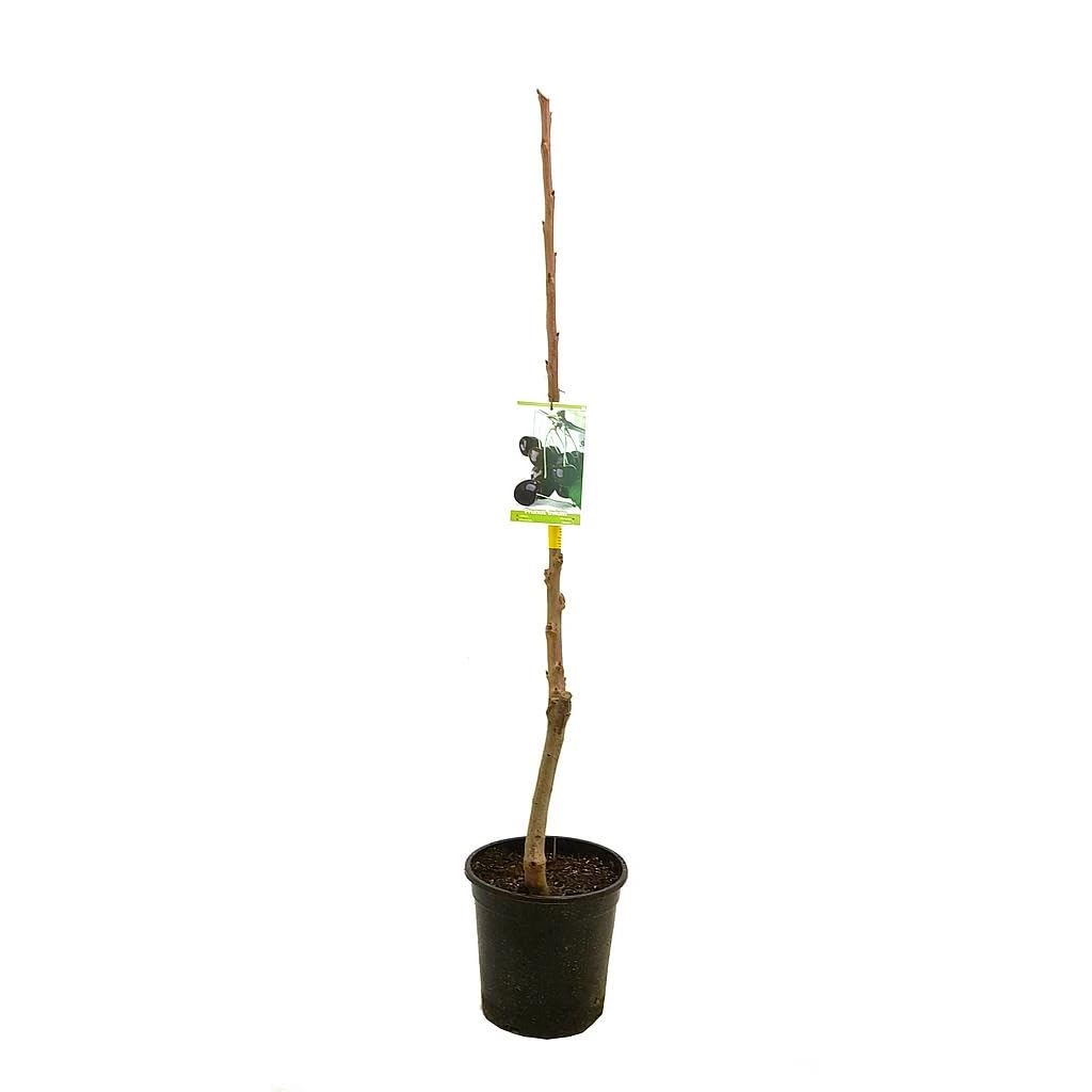 Garden Center Shop | Cerezo Autofértil M25 | Árbol Frutal Natural de Cereza | Variedad Autofértil para Huerto, Jardín o Terraza | Frutal Exterior en Maceta