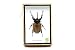 Rare Giant 5 Horn Rhino Beetle,A1 Taxidermy Insect Box Entomology Gift