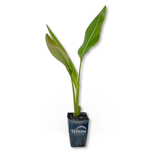 Travelers Palm - Live Plant in a 4 Inch Growers Pot - Ravenala Madagascariensis - Rare Ornamental Palms of Florida