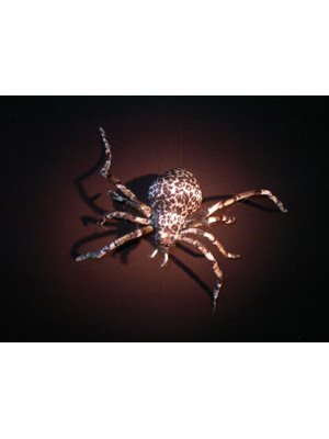 Preisvergleich Produktbild Riesen-Tigerspinne, , ca. 50 cm