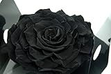 MUNDO ETERNO ROSMELIA Negra 12CM PRESERVADA