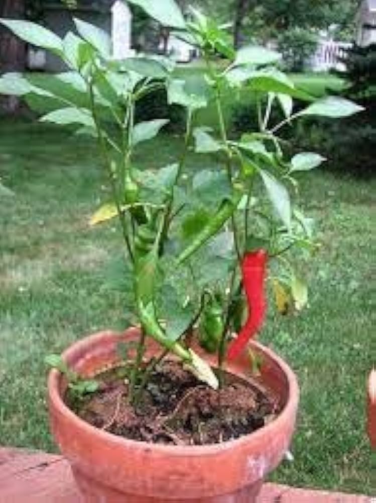 Buy live vegetable plants (live vegetable, vegetable plants, your garden) Buy live vegetable plants