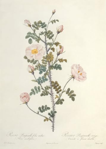 Tableaux Pour la Décoration de la Chambre à Coucher avec la Rose de Redouté
