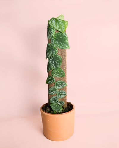 PUR PLANT Monstera dubia | Planta natural de interior premium | Maceta de Ø14 cm | Trepadora exótica y elegante