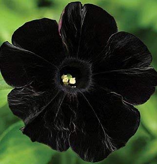 100 semi Della Petunia -Black Velvet Petunia, RARA varietà, resistente, duraturo balcone, Fiori cantiere