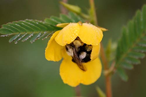 300 Yellow PARTRIDGE PEA (Sleeping Plant / Sensitive Pea) Chamaecrista Fasciculata Flower Seeds by Seedville