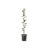 Anna Apple Tree, 1 Gallon Live Nursery Pot, Fruiting Tree| Arbor Day Foundation (Due to Agricultural Laws, Unavailable to CA, AZ, WA)