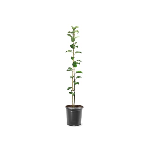 Anna Apple Tree, 1 Gallon Live Nursery Pot, Fruiting Tree| Arbor Day Foundation (Due to Agricultural Laws, Unavailable to CA, AZ, WA)