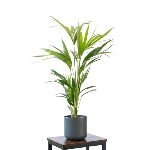 Palmera Areca Chrysalidocarpus Lutescens Planta Natural Altura 20 cm en Maceta Ø 9 Planta de Interior para Decoración de Hogar o Regalo