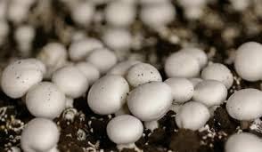Mushroom Spawn Seeds, 200 Grams, Button Variety, 1 Packet White (B0CZMQ51FY) Amazon Price History, Amazon Price Tracker