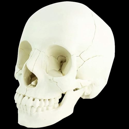 Genérico Modelo de enseñanza, cráneo Adulto 1:1 cráneo Humano Desmontable de 22 Piezas, Modelo anatómico para Estudio de anatomía, visualización y enseñanza, versión de enseñanza para osteopatía