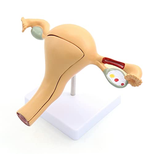 Modèle d'anatomie génitale féminine Modèle d'enseignement médical génito-urinaire de l'utérus
