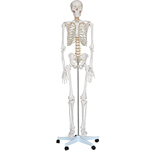 Anatomy Model, Educational Model,Professional Human Anatomy 6ft with Stand Life Size Articulated Plastic Skeleton for Medical Professionals Students Teachers All Parts are Adjustab