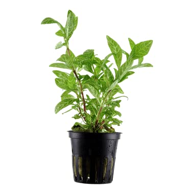 Hygrophila Polysperma Rosanervig Aquarium Plant (Submerged) (B0BXLRG398) Amazon Price History, Amazon Price Tracker