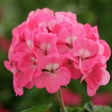Generic Fresh 50 pcs Geranium Perennial Pelargonium Peltatum Flowers Seeds for Planting Rose Mix