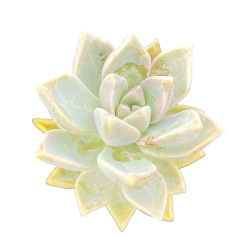 Sprout N Green Ghost Plant, Live Trailing Succulent Plant Graptopetalum Paraguayense Fully Rooted in 2" Pot, Home Office Indoor Outdoor Wedding Hanging Decor DIY Projects, Easy to Care, Pet Friendly