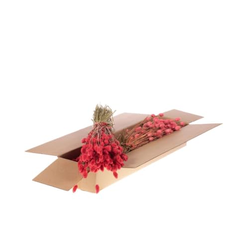 4 x phalaris pink sélectionné : plumeaux séchés haut de gamme pour vase