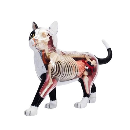 Modèle d'anatomie du chat pour animer la classe de sciences