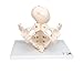 3B Scientific L30 Childbirth Demonstration Pelvis - 3B Smart Anatomy