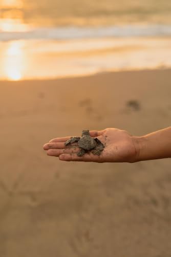 Sea Turtle Protector Mona Khalil Dies in Israeli Airstrike