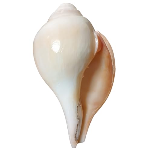 Image of Divine Harmony: Jellybean Retails Vamavarti Original Loud Blowing Shankh|Conch For Pooja (Size Guarantee - Quality Matters)