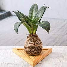 Mphmi Live Plants Nursery Garden Everlasting Sansevieria Plant Moss Ball with Plate - Kokedama Plant (B0BV73S5RH) Amazon Price History, Amazon Price Tracker