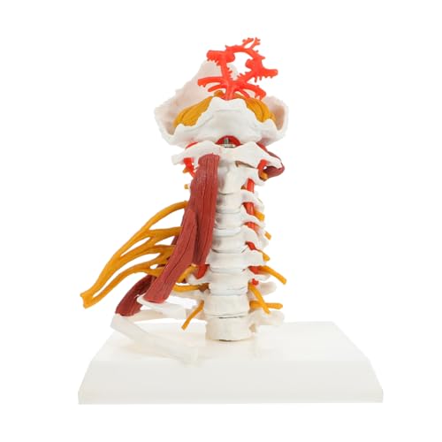 Modèle anatomique vertèbre cervicale et muscles pour travaux pratiques sur le squelette humain