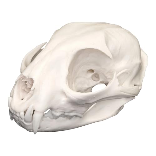 Real Bobcat Skull - Perfect