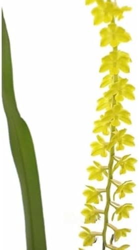 Orquídea Dendrochilum Filiforme Mini Planta Adulta Natural
