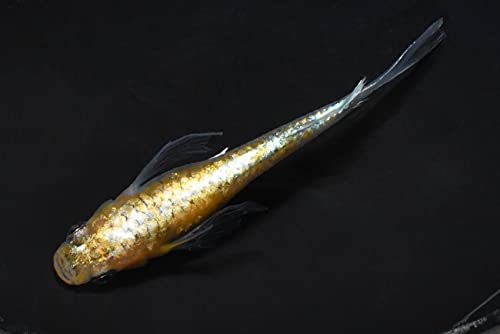 【メダカ永遠～トワ～】 松井ヒレ長煌めだかの稚魚10匹セット