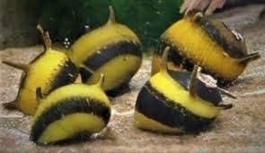 5 Horned Nerite Fresh Water Aquarium Snails by SevenSeaSupply